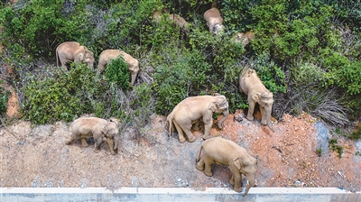 图为野生亚洲象群在云南一路“逛吃”北迁情景。 新华社记者 胡超 摄