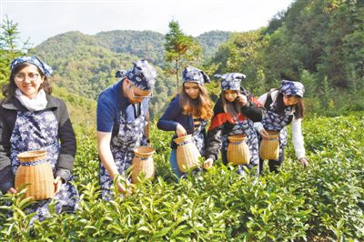 外国留学生在江西省婺源县源口村体验采茶,近距离感受中国美丽乡村建设成果。人民视觉