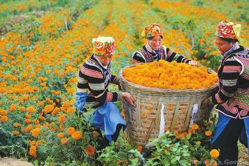 质量兴农,向农业强国转身(连线评论员)