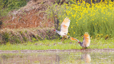 洋县 因朱鹮而改变(美丽中国·和谐共生)