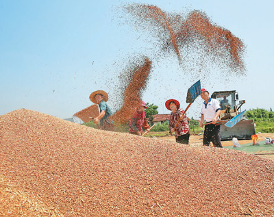 乡村振兴开好局 夏粮丰收成定局
