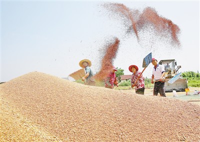 近日,江苏省启东市农民在田间地头晾晒小麦。 许丛军摄(人民视觉)