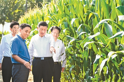 7月22日至24日,中共中央总书记、国家主席、中央军委主席习近平在吉林省考察。这是7月22日下午,在四平市梨树县国家百万亩绿色食品原料(玉米)标准化生产基地核心示范区地块,习近平走进玉米地,了解农业科技研发利用、黑土地保护情况。新华社记者 燕雁 摄