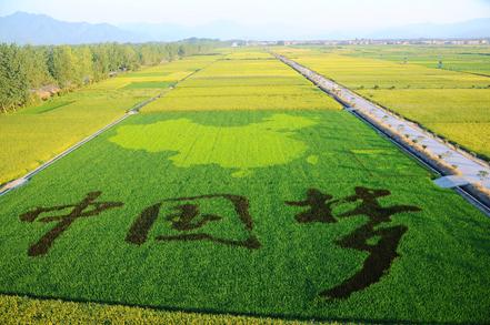 产业旺,乡村振兴有底气(聚焦高质量发展·如何抓落实)