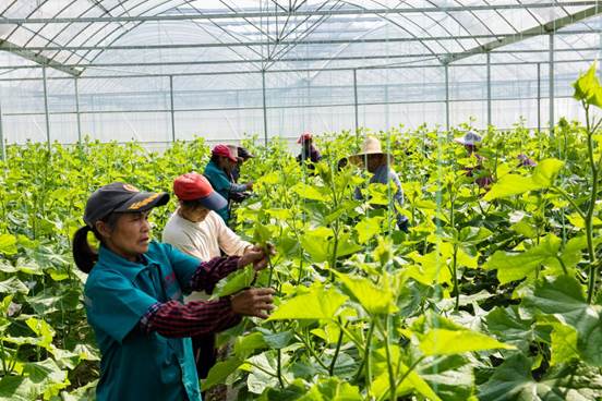 现代农业示范基地,带动120户贫困户就近投工投劳