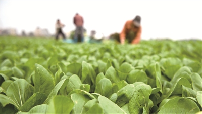 2月20日,广西钦州市钦南区新禾种养专业合作社的菜农在田间采摘蔬菜。连日来,该区8个蔬菜基地相继复工,菜农们抢收冬菜供给当前市场,抢耕发展春菜种植。 新华社发(张爱林 摄)