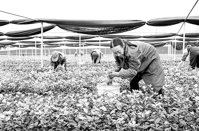 2月底,酉阳作为重庆最后一批国家扶贫开发工作重点县实现摘帽,但当地干部群众防疫、战贫不松懈,持续壮大绿色扶贫产业。 新华社记者 刘潺 摄