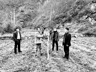 连日来,陕西省安康市汉滨区纪委监委派驻茨沟镇二郎村第一书记崔用鹏组织村民抢抓农时,管护脱贫核桃产业,为增收打好基础。图为崔用鹏(右一)组织村民在本村的核桃产业园开展核桃树枝管护、修剪及施肥。郑时根 摄