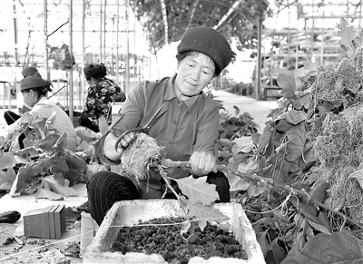 针对四川大凉山的大部分青壮年外出务工的实际,各级政府多措并举,探索打造妇女居家灵活就业与传统优势手工业联动发展的模式,决战决胜脱贫攻坚。图为凉山彝族自治州昭觉县四开乡好谷村的村民在家附近的现代农业产业园内务工。 新华社记者 刘坤 摄