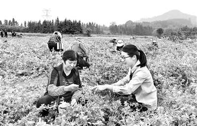 安徽省纪委监委探索建立巡纪联动统筹衔接机制,实施“巡乡带村”一体巡察,推动巡察向村(居)一线延伸。图为青阳县委第一巡察组在该县乔木乡凌塘村金银花种植基地了解产业扶贫成效。 金建芳 摄