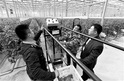 农业农村现代化与整个国家的现代化密不可分。图为10月20日,山东省聊城市茌平区贾寨镇耿店村村民在玻璃温室内试用现代化采摘设备。新华社记者 李贺 摄