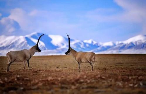 可可西里 我用生命守护你（砥砺奋进的五年·绿色发展 绿色生活）