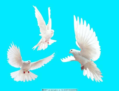 党员干部莫有“飞鸽”心态