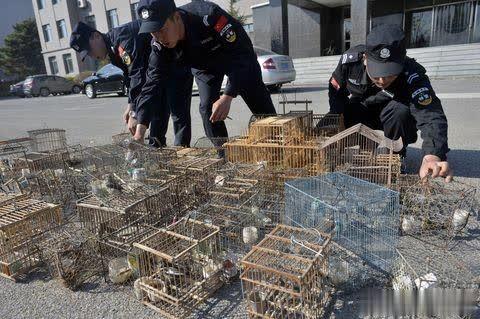 从源头上控制重大公共卫生风险 野生动物交易监管打出组合拳