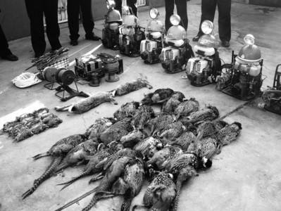 加强市场监管 加快修法进程 严厉打击乱捕滥食野生动物行为