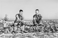 点沙成土 海岛菜绿