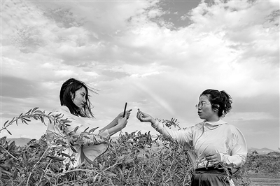 图为近日,在新疆精河县城近郊的一处枸杞园,朱虹美(右)和助手李红英在拍摄视频,向网友介绍待采收的枸杞。 新华社记者 胡虎虎 摄