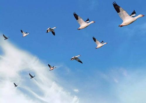 头雁效应带来的改变