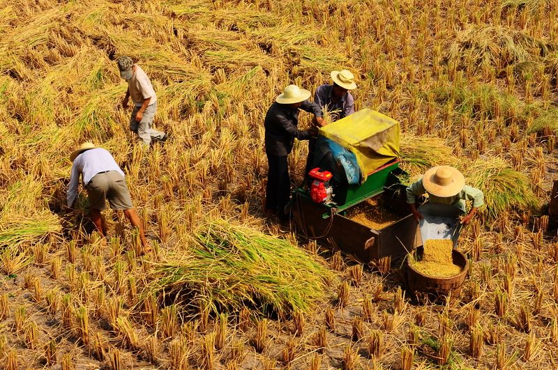 喜看稻菽千重浪