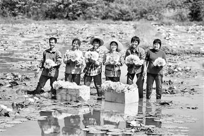 图为近日,村民在下陶村九品香莲种植基地展示刚刚采摘的九品香莲。新华社记者 黄孝邦 摄