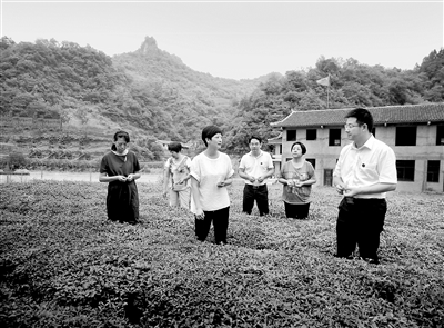 王婷与石门县领导在父亲与她的扶贫基地——薛家村茶园。 (湖南省常德市石门县委供图)